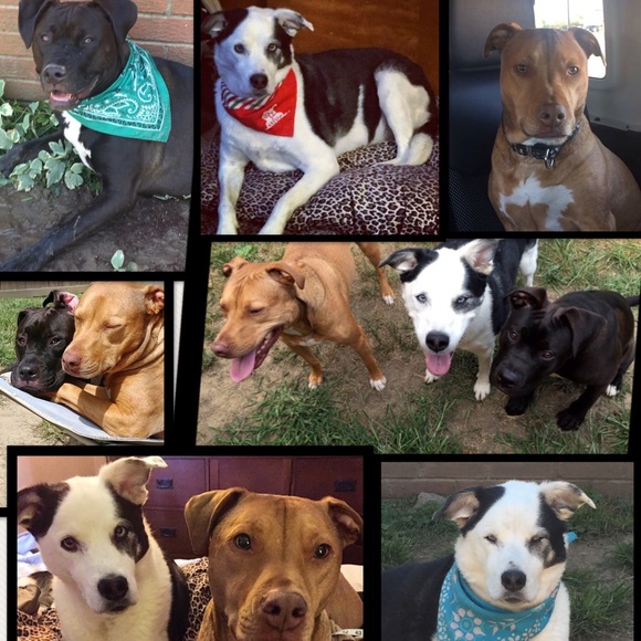 My rescue babies🐾Reilly,Baya & the newest Apryl …now the newest newest… Elynor! - Picture 7 of 12